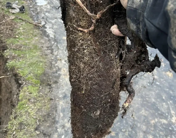 A person shows a tree root that could block pipes and needs Prodigy Sewer and Drains help to remove.